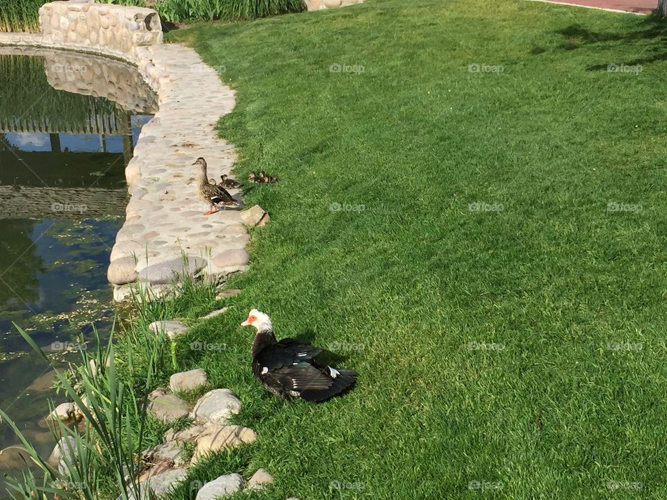 Mommy Duck & Ducklings, and A Hybrid Duck. @chelseamerkleyphotos Copyright © CM Photography May 2019.
