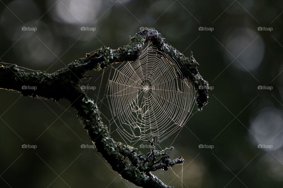 spider's web