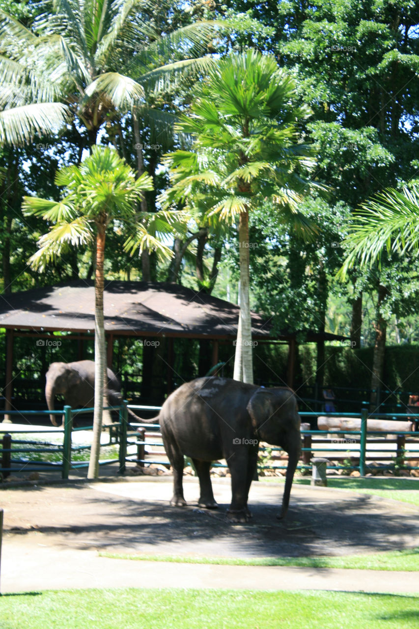 elephant park