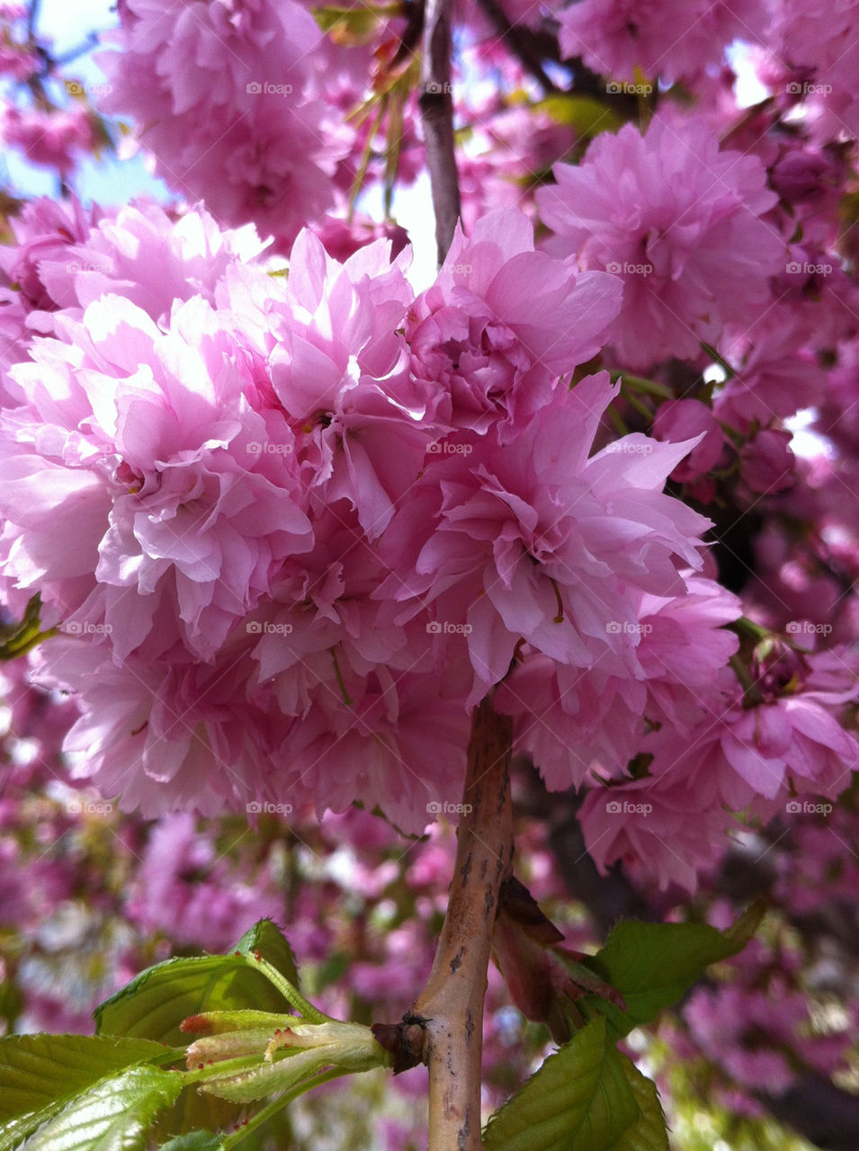 Japansk körsbär/Sakura/Prunus Serrulata