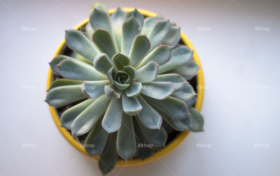 Succulent Echeveria in a pot of bright yellow-orange color on a white background with a gradient. Top view. A plant of light green shades with symmetrically arranged leathery leaves.