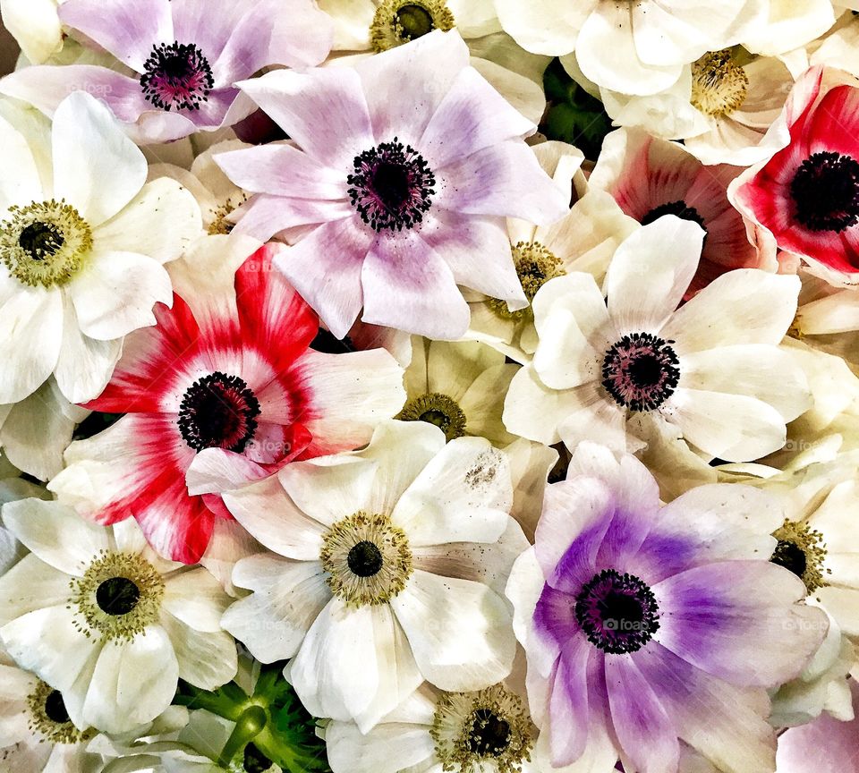 Poppies. Poppies