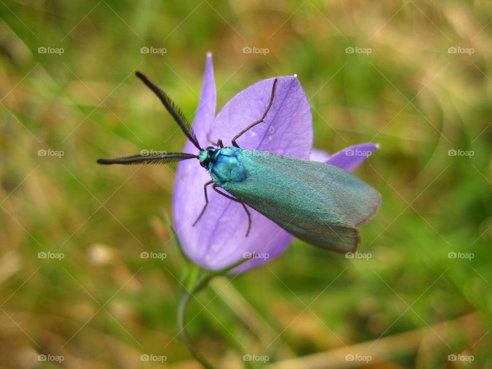 The Forester . Let it shine, hang it all out