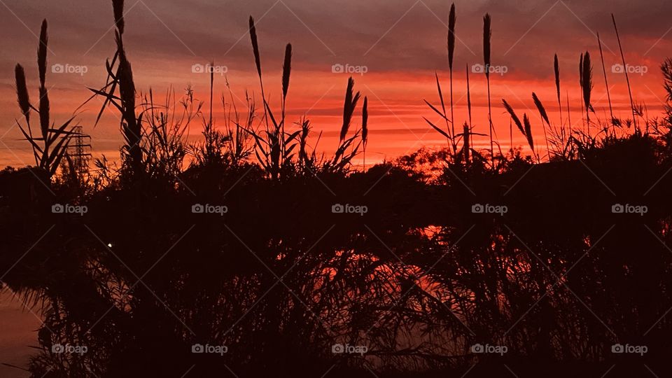 This glorious Red Cover from the Heavens above will give way to a beautiful Night. Majestic Cat Tails soaking up the Red Dye Colours. 