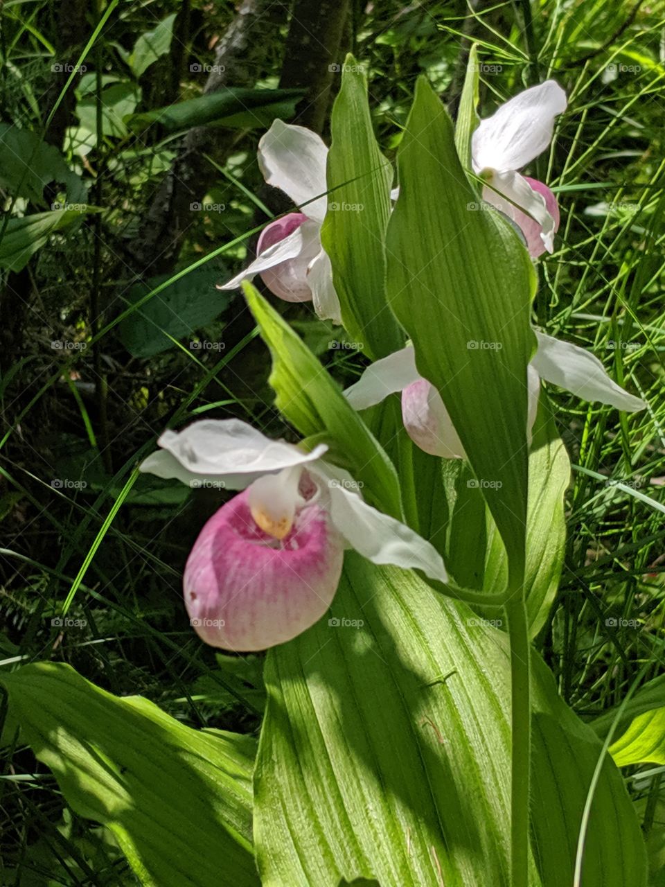 Minnesota state flower Showy Lady Slipper