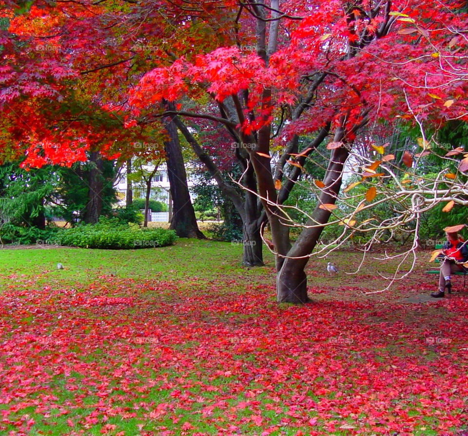 green of red leaves by kshapley