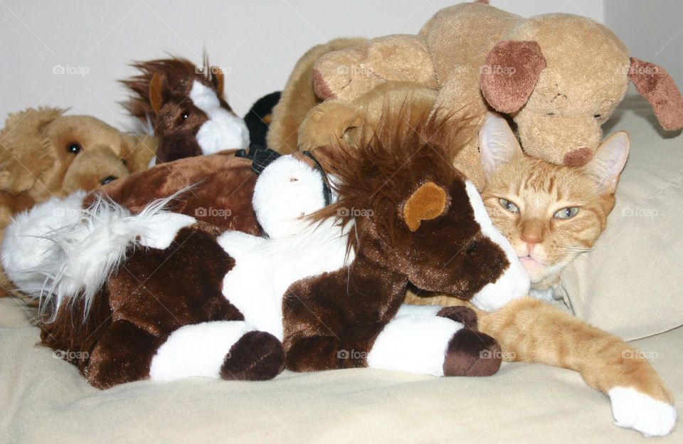 Toys and more toys… wait… is that a cat?