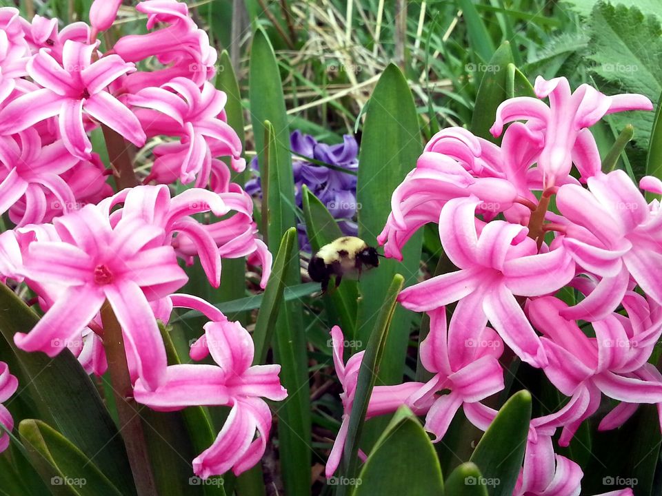 Flight off The Bumblebee 3. A bumblebee flying from flyer to flower to gather nectar.