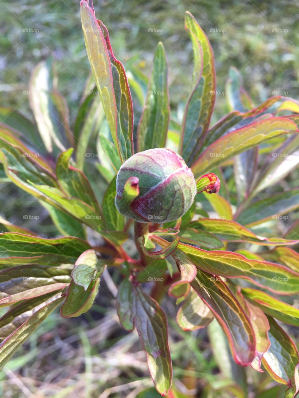 Peony at my garden will soon be blooming 