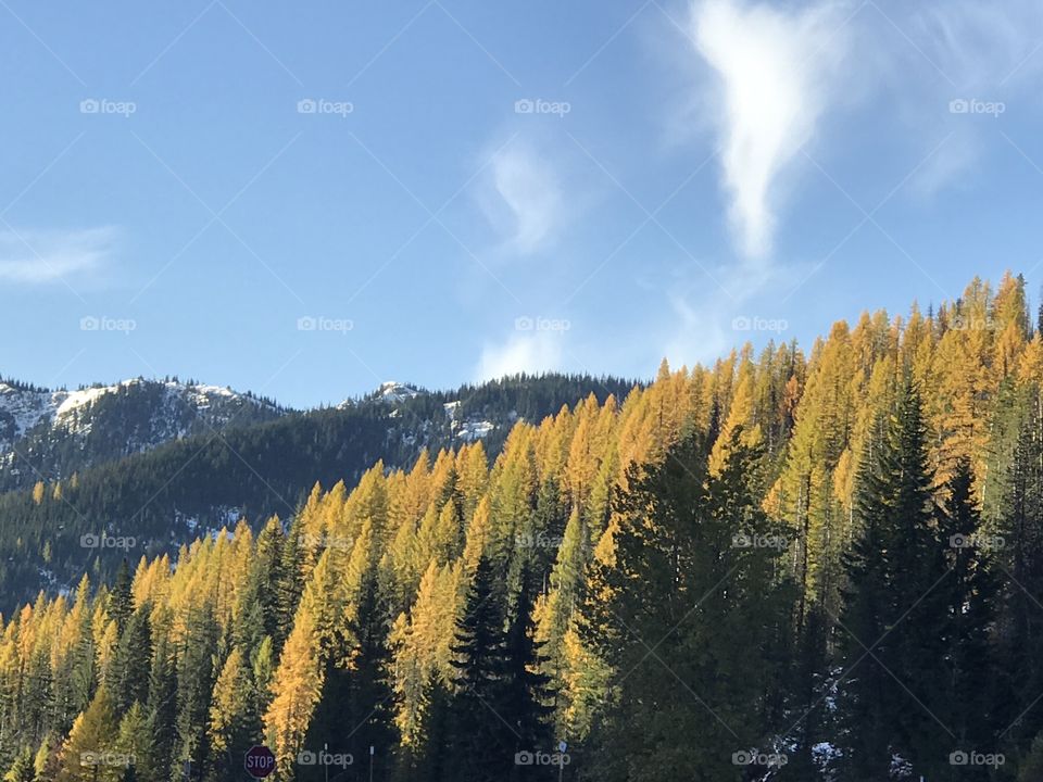 Montana Mountain Beautiful Fall Timber Landscape 