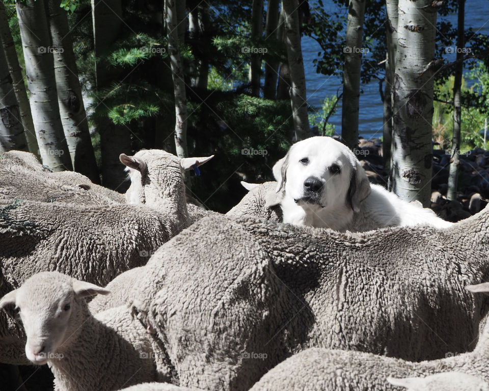 Dog herds sheep