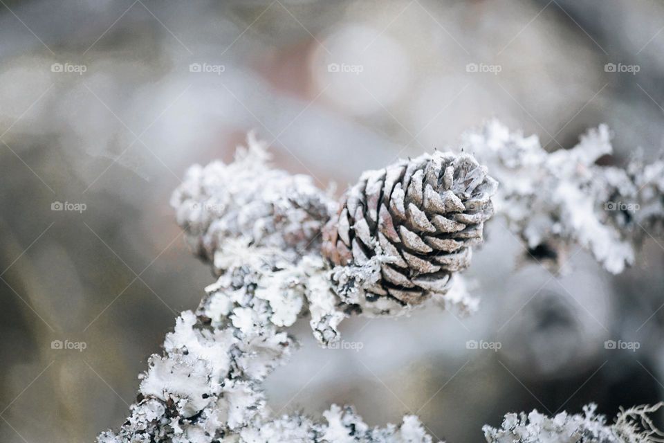 Winter pinecone 