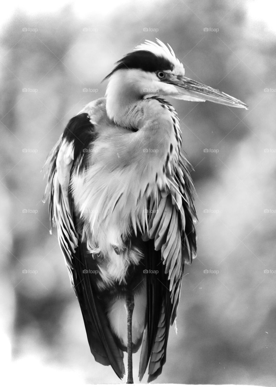 Gray heron b.w. :)