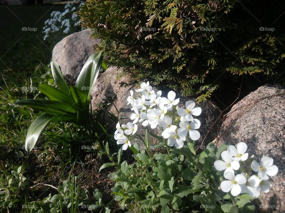 first spring flovers
