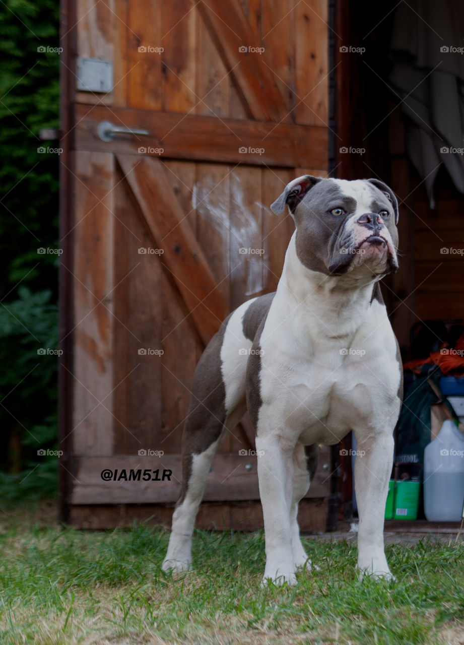 Old English Bulldog being cool
