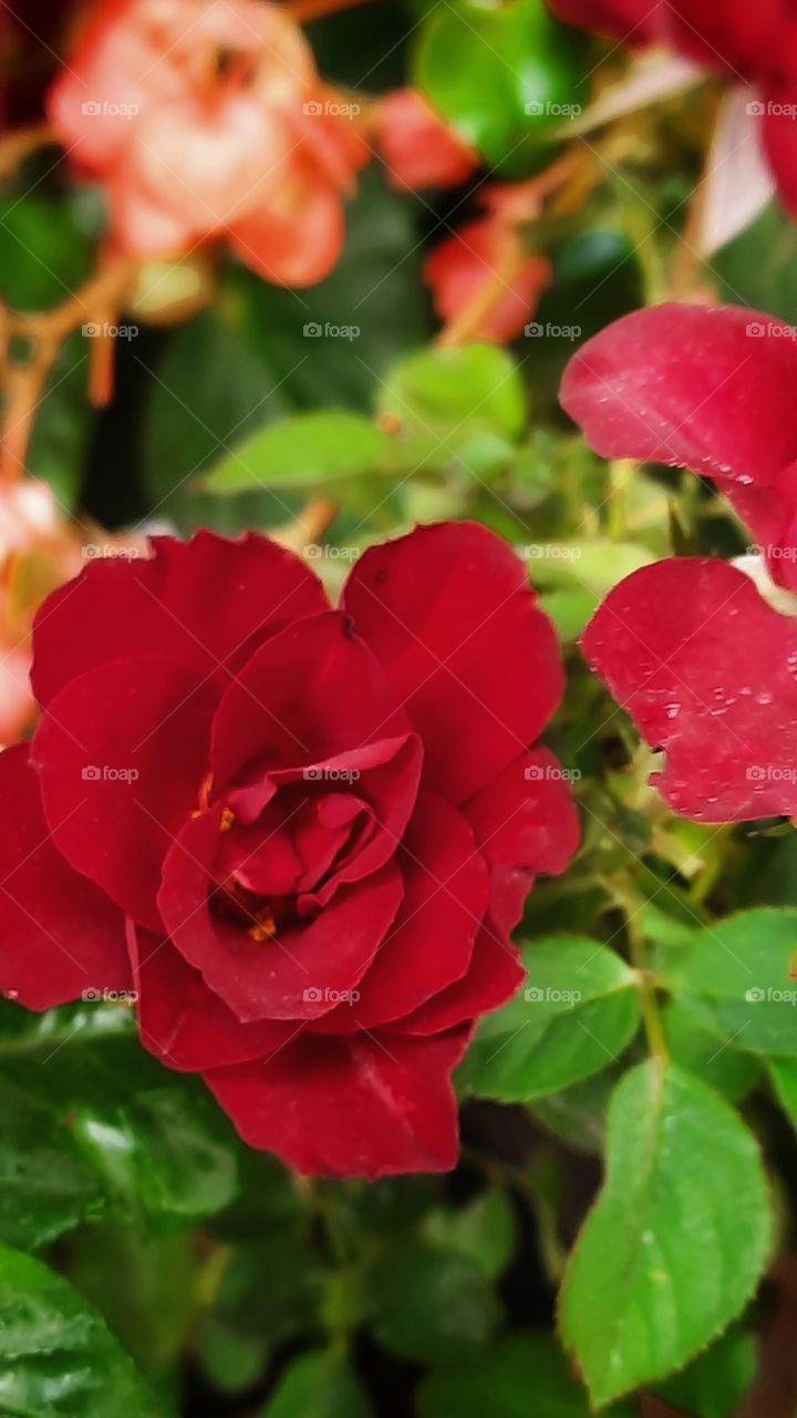 Red flower,red,flower,floral,blossom,blooming,plant,petal,colorful,nature,botany,garden,gardening