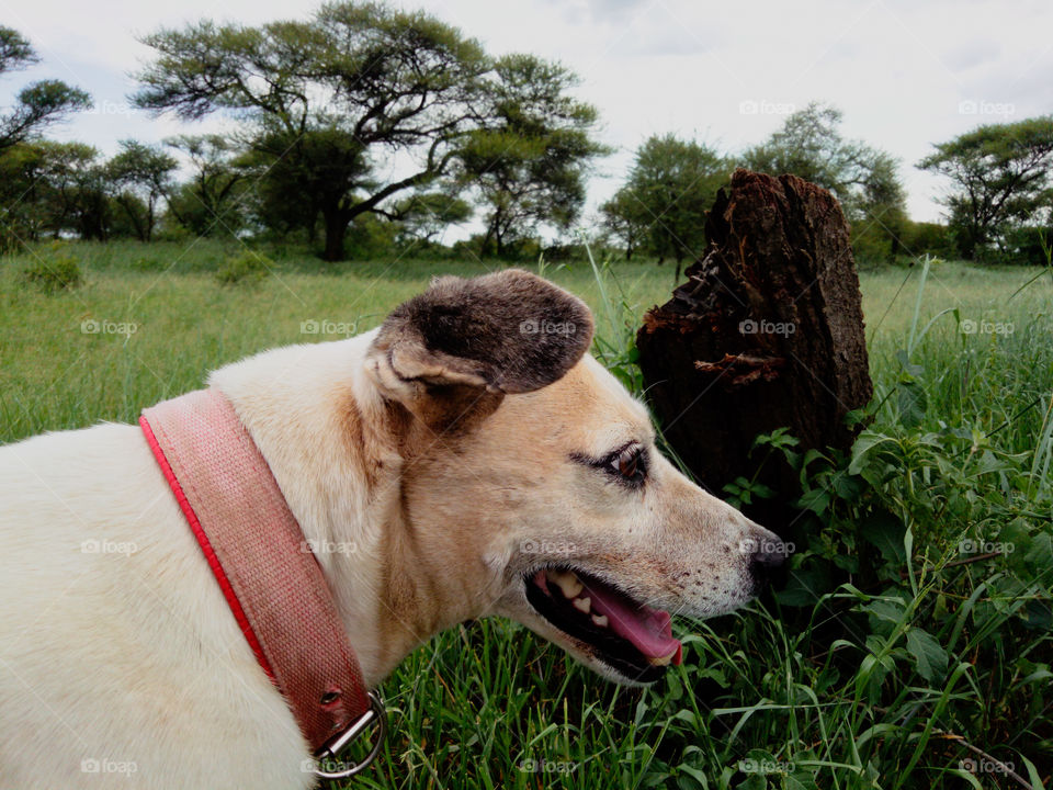 Upclose view of dog enjoying a walk in the woods