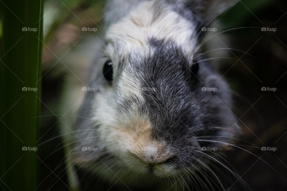 Cute rabbit