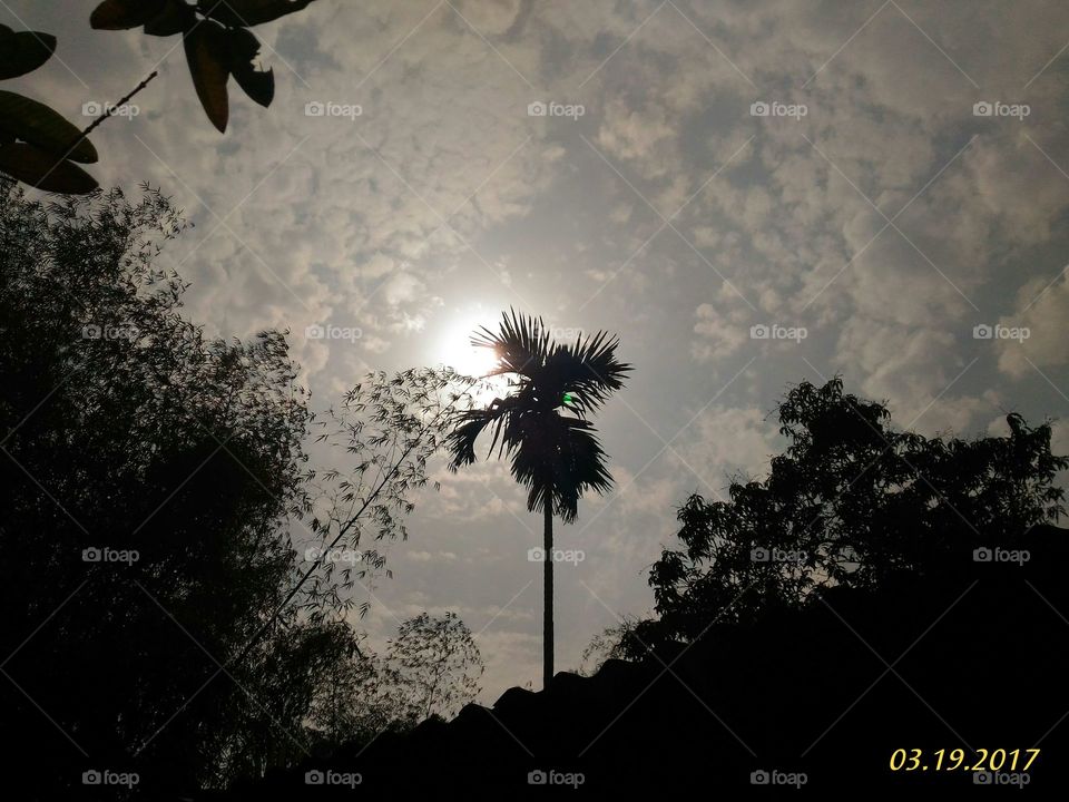 Silhouette, Tree, Sky, No Person, Nature