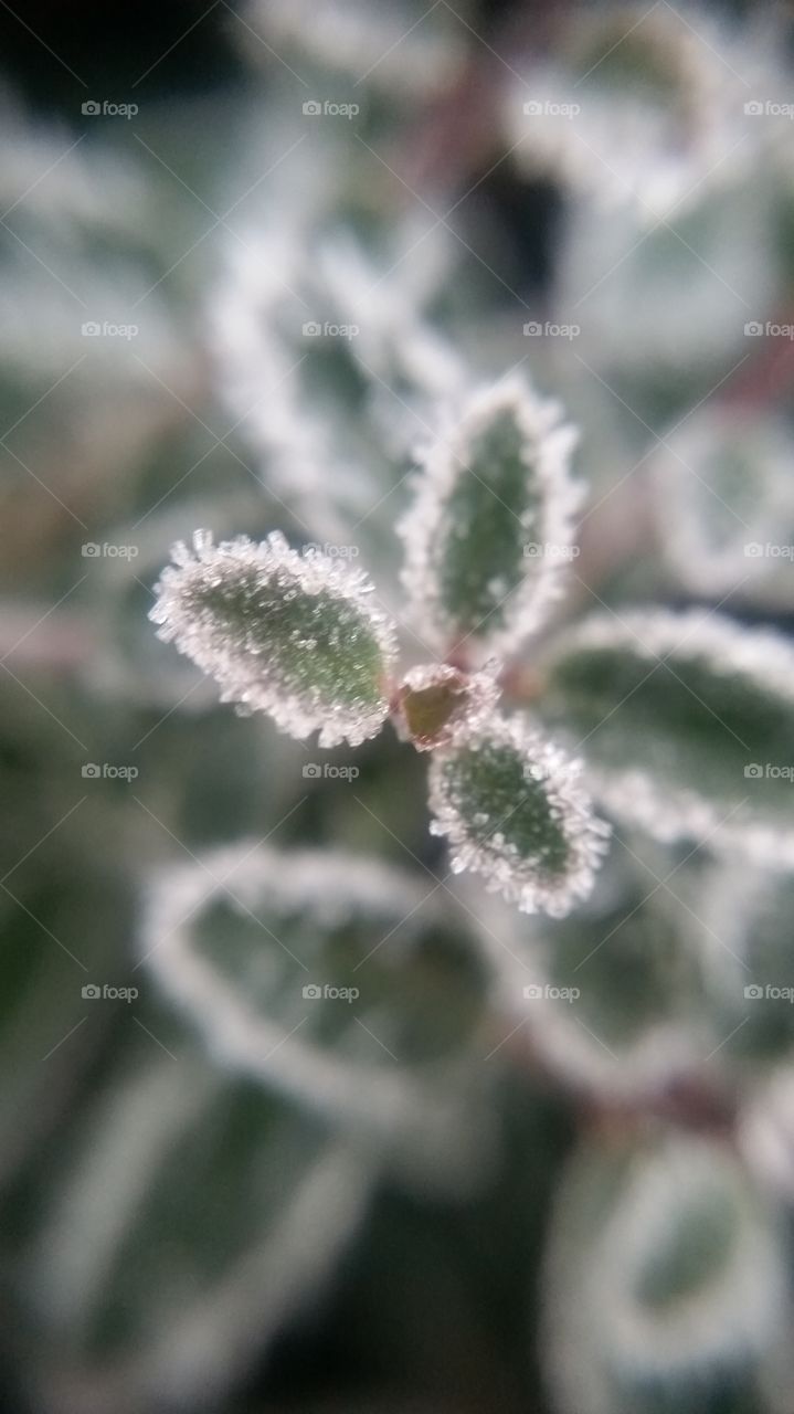 Frost closeup