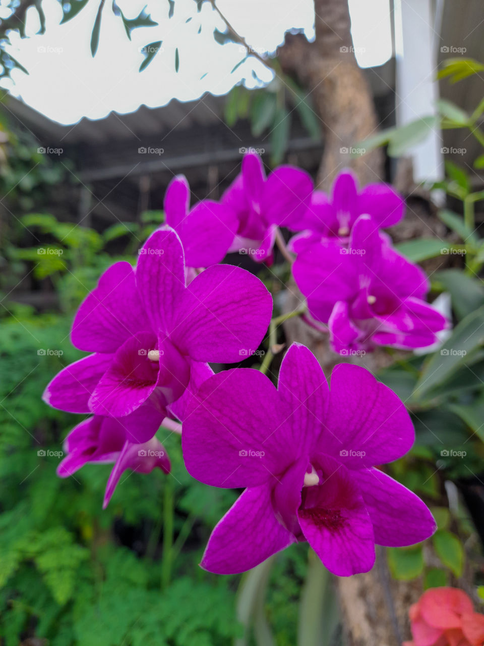 Beautiful orchids growing in the neighbor's garden