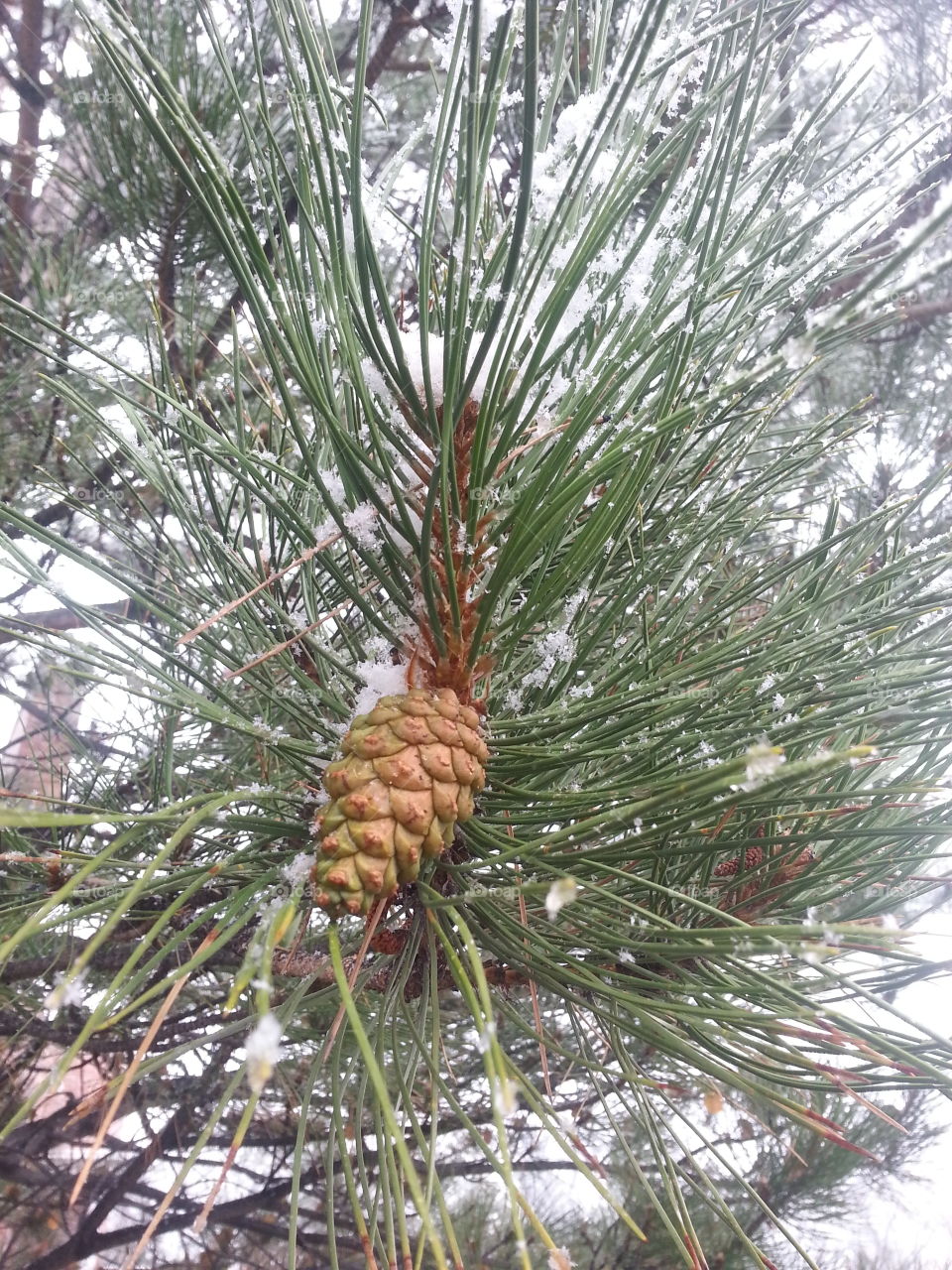 Pine cone on a snowy branch