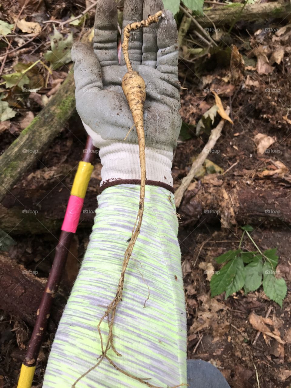 Long ginseng root. 