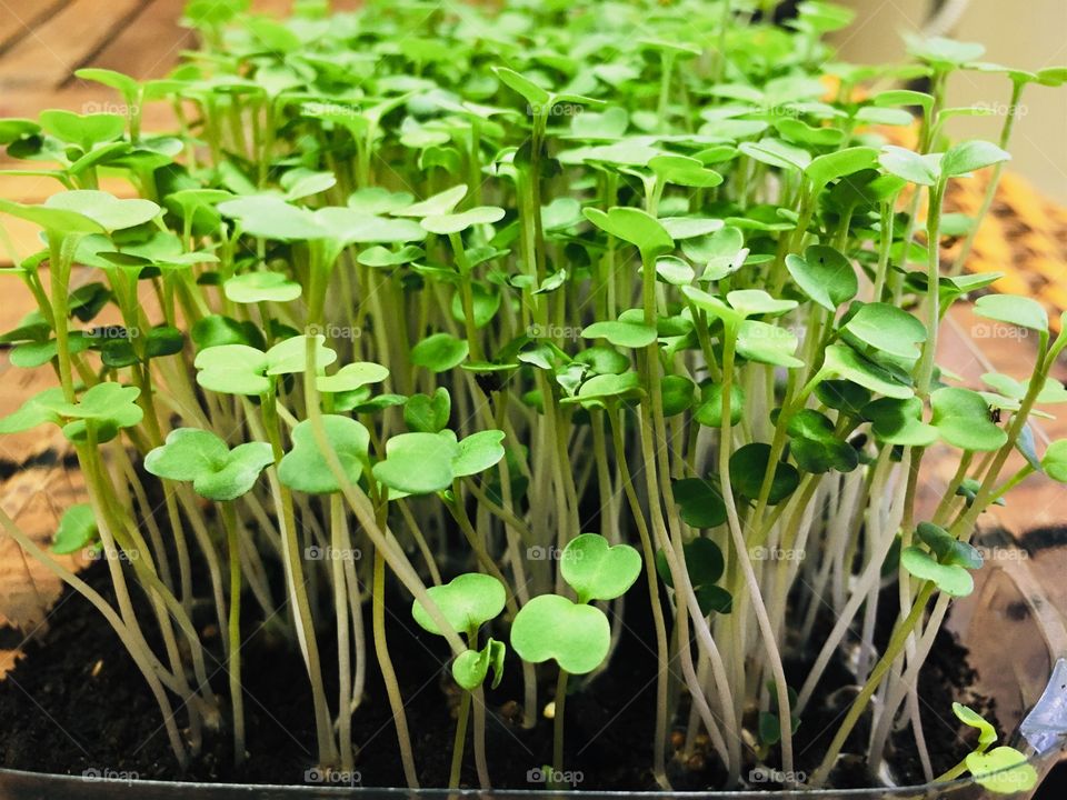 Micro greens /rucola