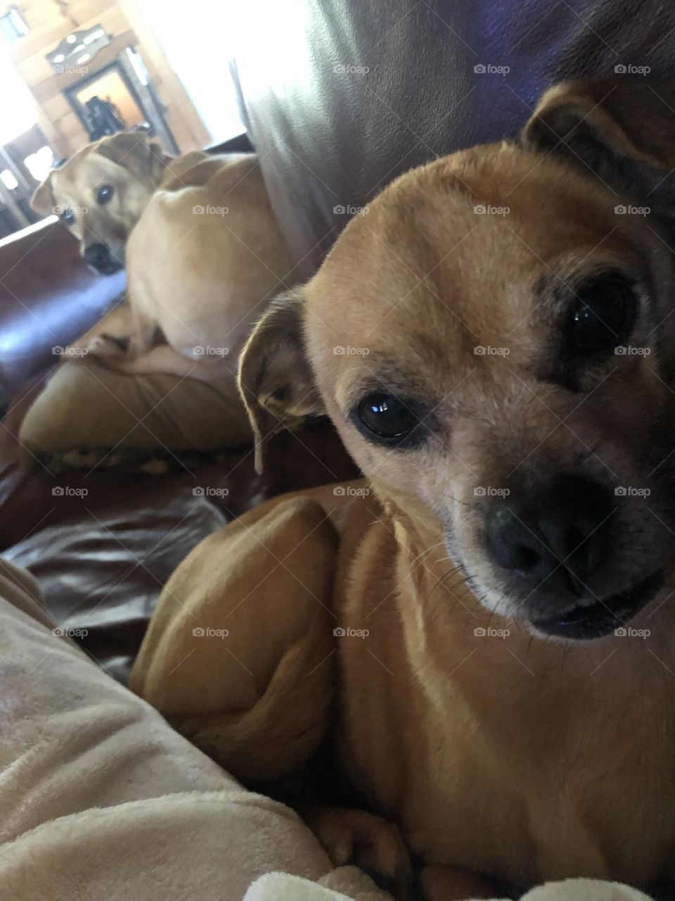 Penny, a rescue 4 year’s ago, sharing the Texas ranch with her friend Bella! Although the looks on their faces may say otherwise lol. 