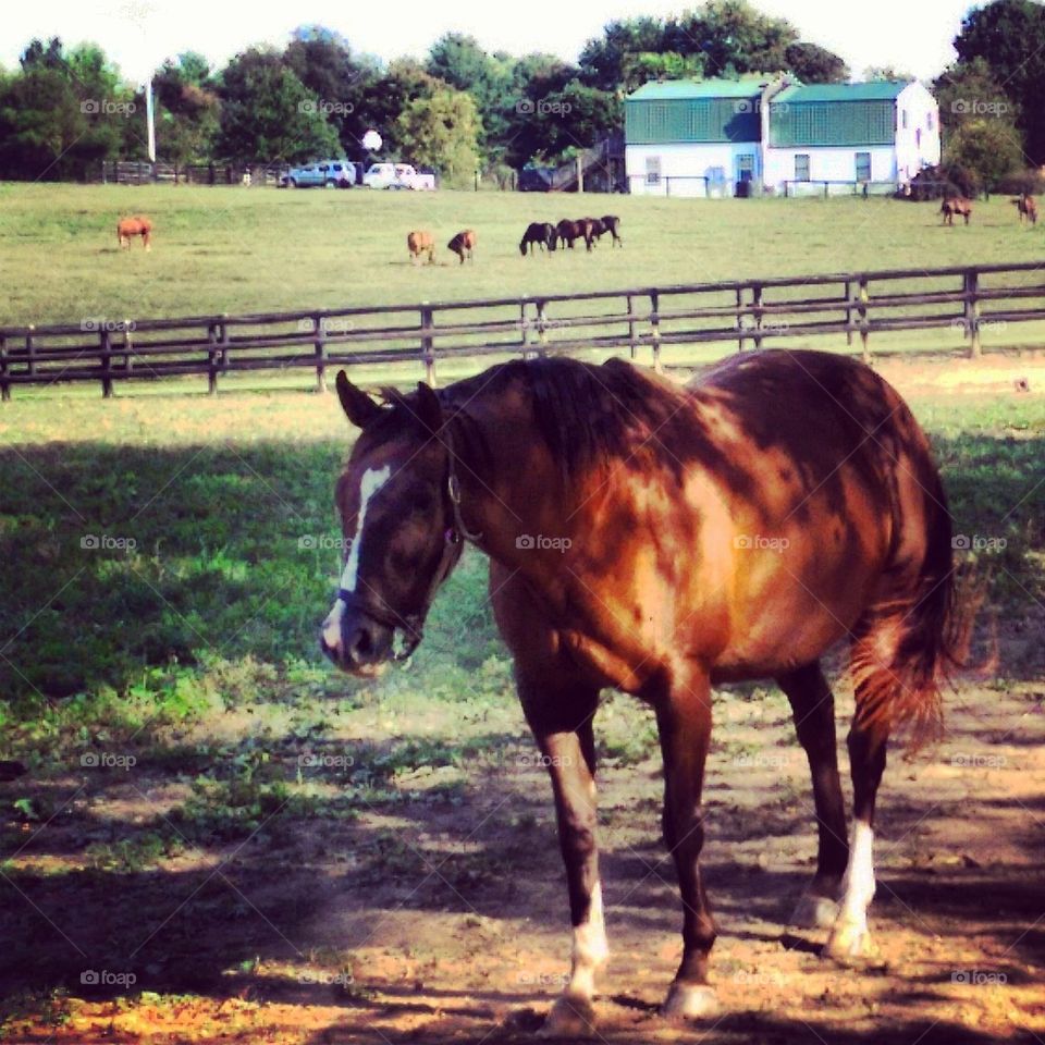 Horse Farm 