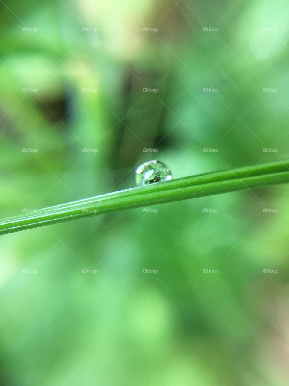 Dewdrop