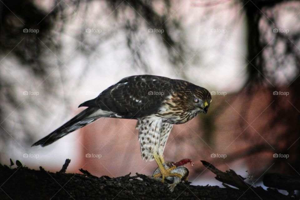 Cooper’s hawk