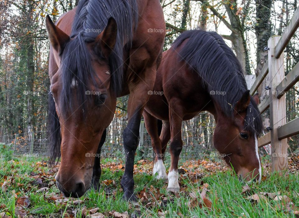 Two beautiful bay horses of brown color with black manes eat green grass in a paddock on a farm against the background of autumn trees, close-up view from below.