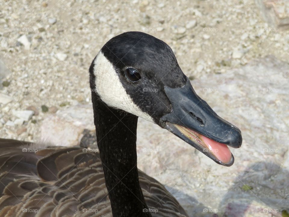 Canada Goose