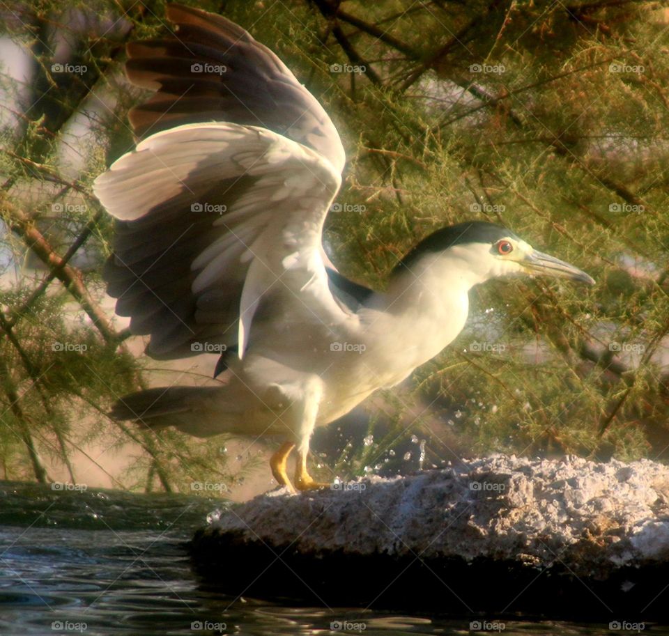 Black-crowned Night Heron Landing on Branches
