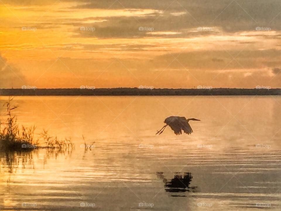 A silhouette of a heron flying across the calm lake at sunset 