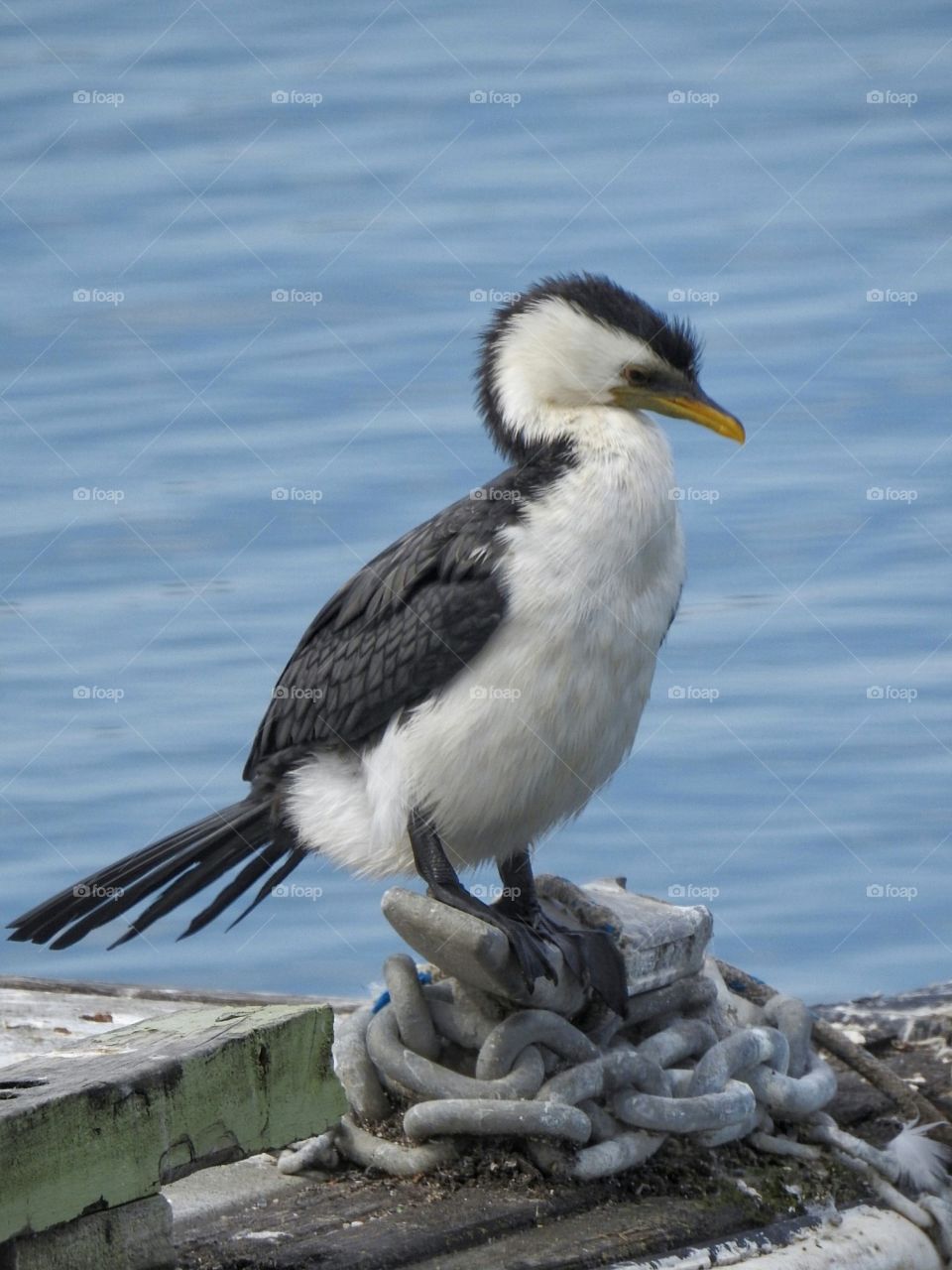 Black Faced Cormorant