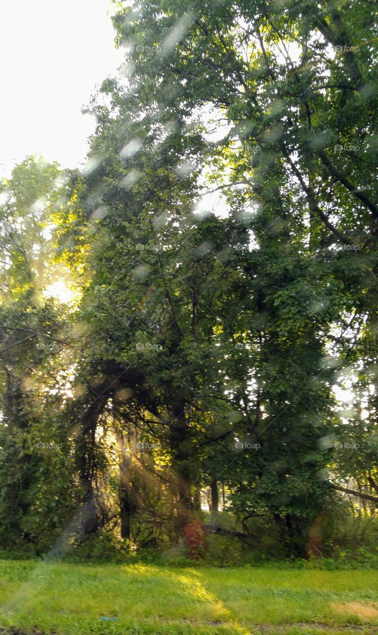 sun peeking through the trees