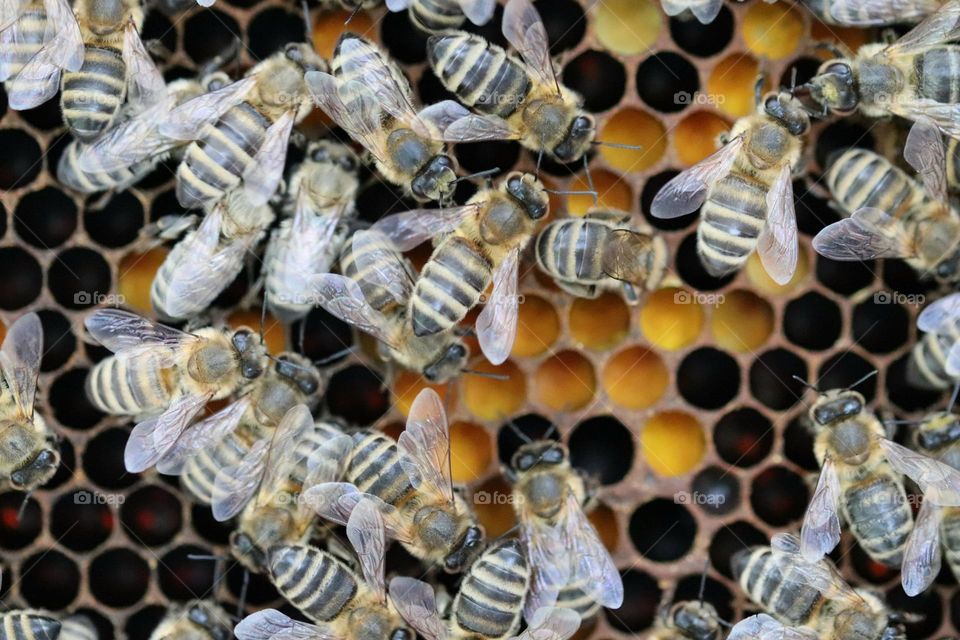 Birds& Bees- Nature in Motion