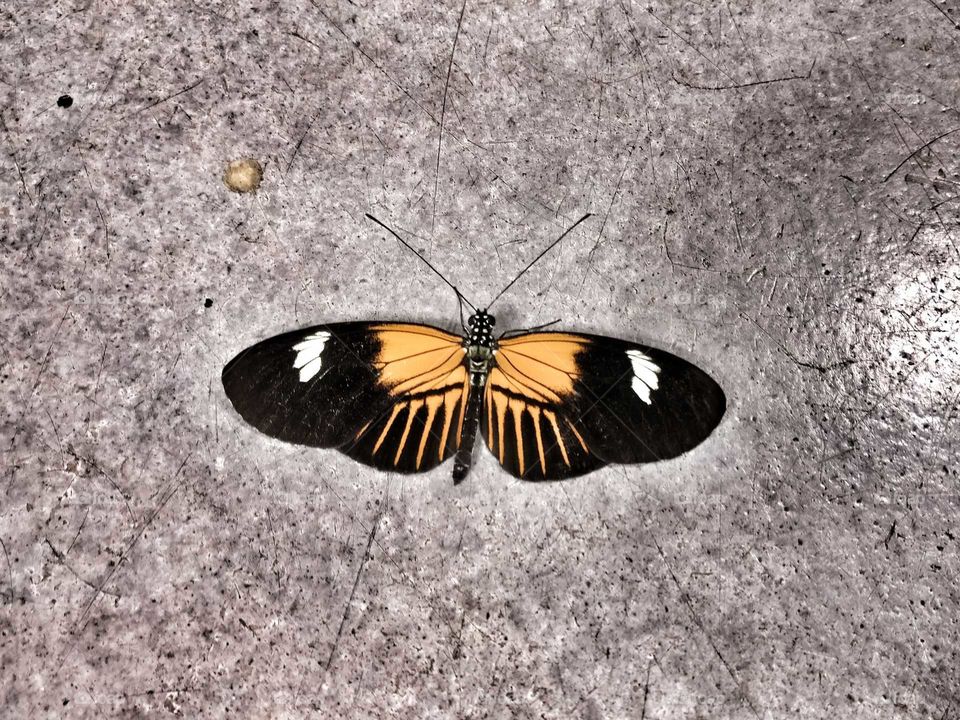 butterfly taking a break