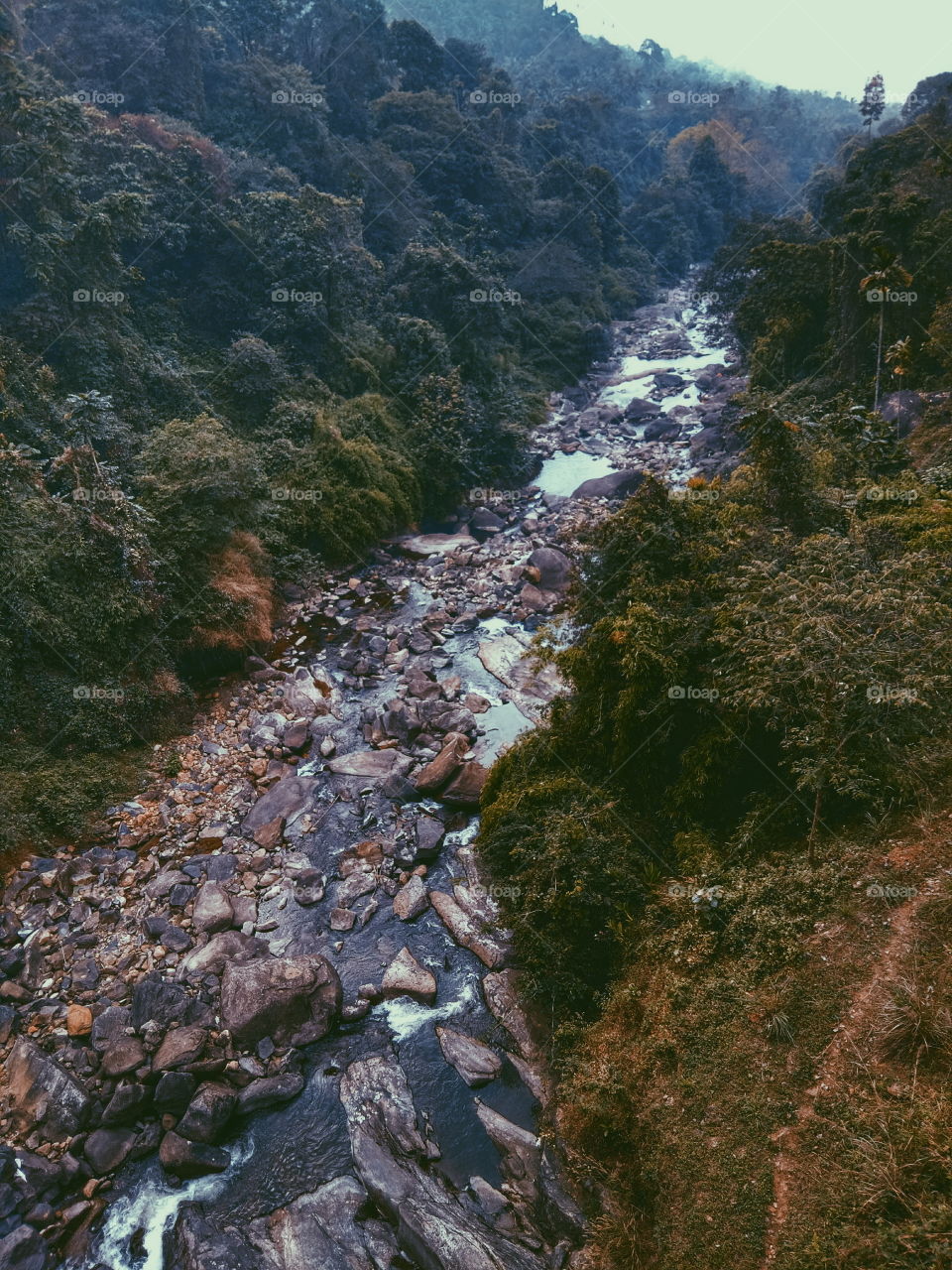 the top view of a river side from the forest