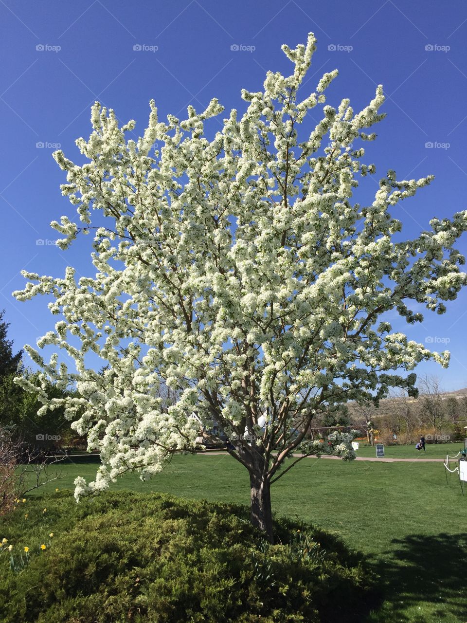 Spring garden. Blooming tree. White flowers, green grass.