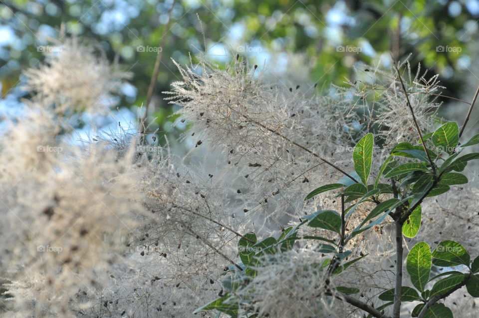 tree close-up