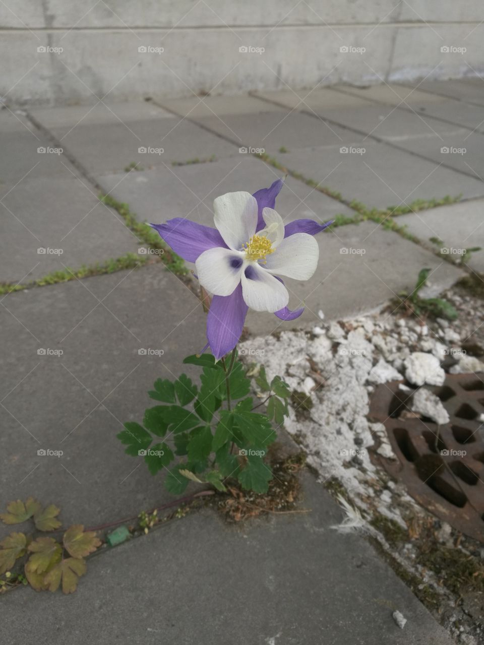 Urbanized flower