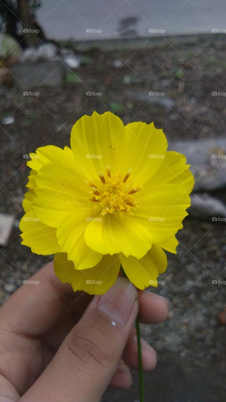 Foap Com Indahnya Bunga Di Senja Hari T Stock Photo By