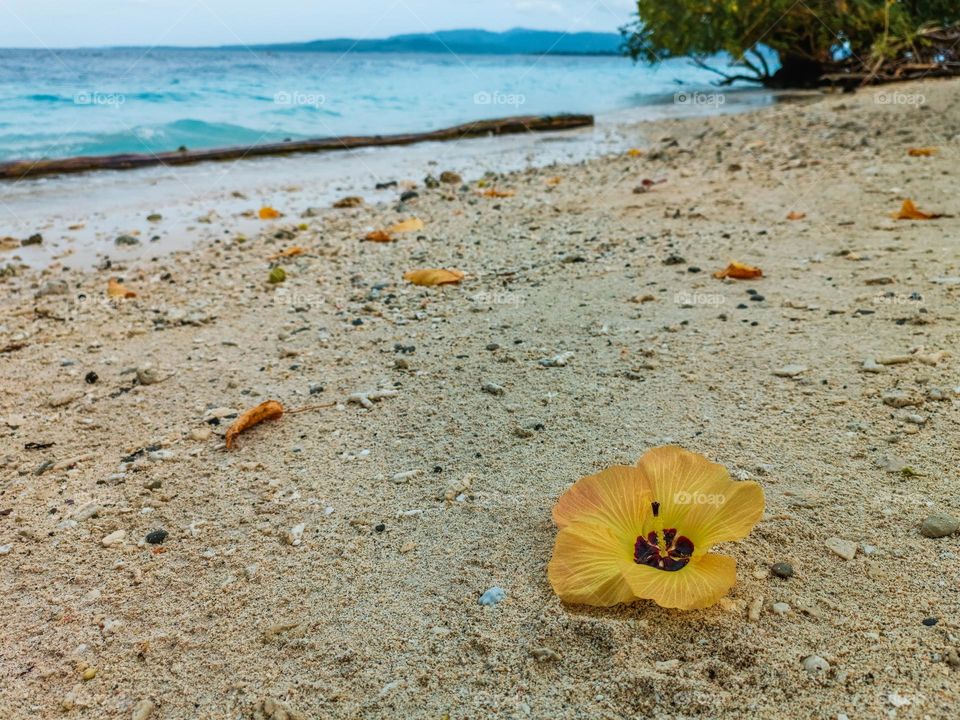 flower on beach