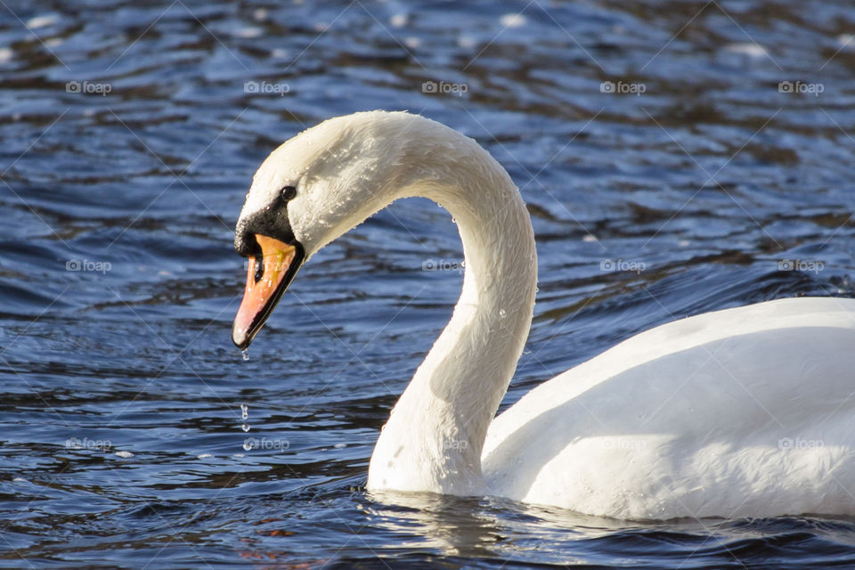 Close-up of swan swimming in water