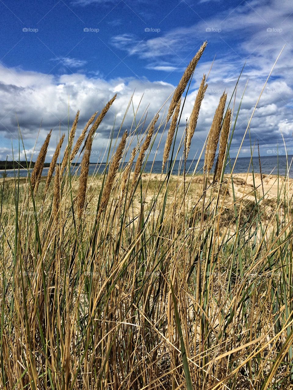 Reeds blowing in the wind