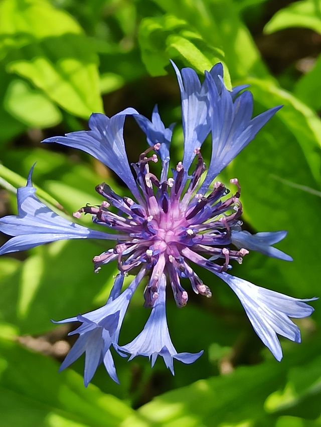 Wildflower. Knapweed. Blue flower