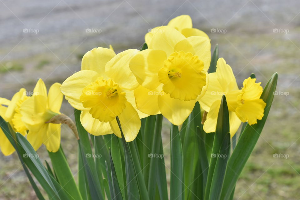 DAFFODILS